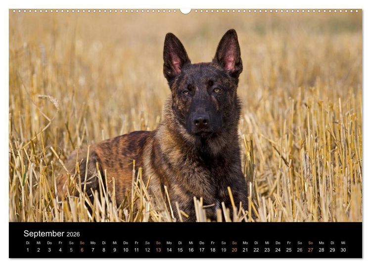 Produktbild: Holl&auml;ndischer Sch&auml;ferhund (hochwertiger Premium Wandkalender 2026 DIN A2 quer), Kunstdruck in Hochglanz