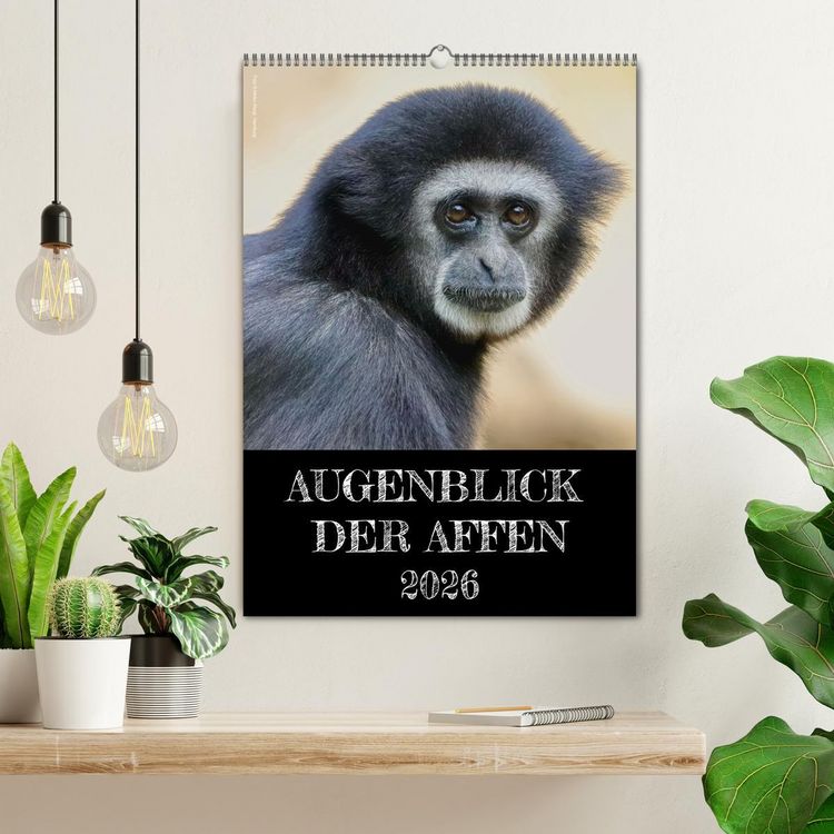 Produktbild: Augenblick der Affen 2026 (Wandkalender 2026 DIN A2 hoch), CALVENDO Monatskalender