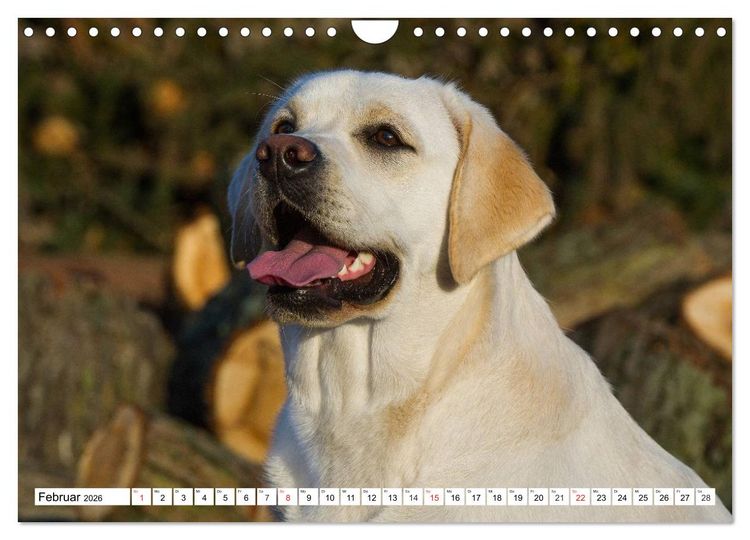 Produktbild: Labrador Retriever - Freunde f&uuml;r&acute;s Leben (Wandkalender 2026 DIN A4 quer), CALVENDO Monatskalender