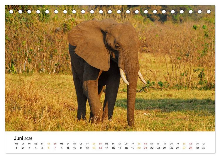 Produktbild: Elefanten Impressionen (Tischkalender 2026 DIN A5 quer), CALVENDO Monatskalender