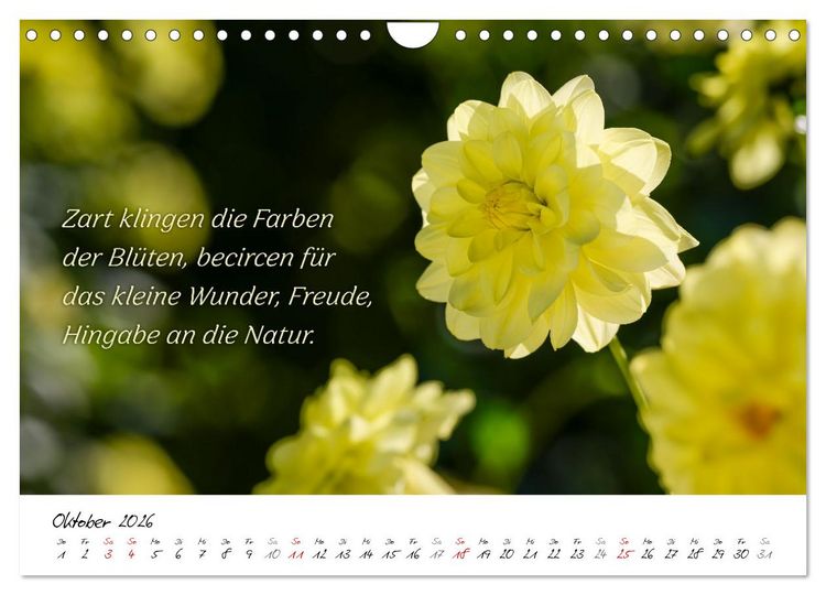 Produktbild: Dahlien Poesie (Wandkalender 2026 DIN A4 quer), CALVENDO Monatskalender