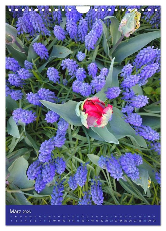Produktbild: Tulpen. Bunter Fr&uuml;hling (Wandkalender 2026 DIN A4 hoch), CALVENDO Monatskalender