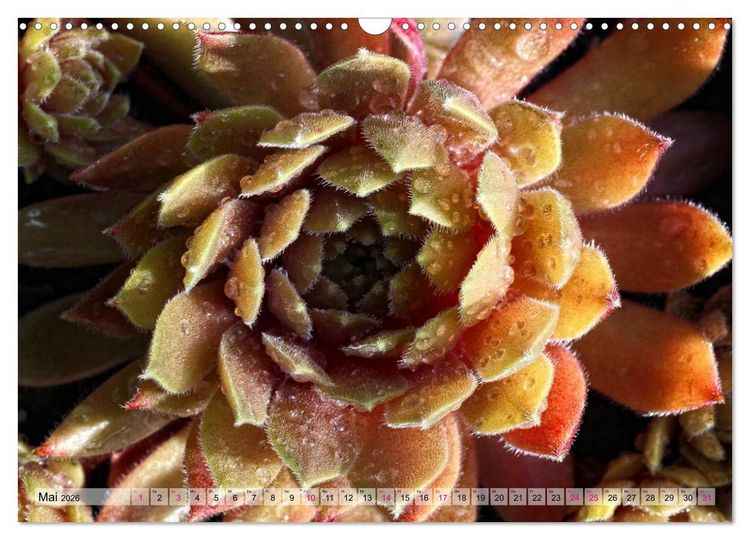 Produktbild: Sempervivum - Hauswurz (Wandkalender 2026 DIN A3 quer), CALVENDO Monatskalender