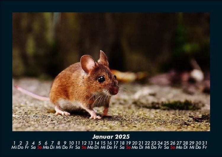 Produktbild: Der Tierkalender 2025 Fotokalender DIN A5