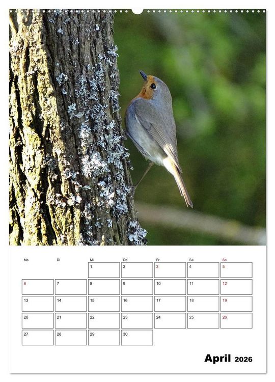 Produktbild: Amsel, Drossel, Fink und Star - beobachtet (Wandkalender 2026 DIN A2 hoch), CALVENDO Monatskalender