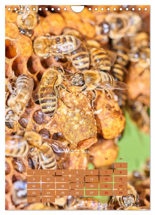 Produktbild: Gesch&auml;ftig wie im Bienenstock (Wandkalender 2026 DIN A4 hoch), CALVENDO Monatskalender
