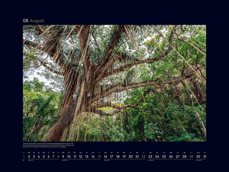 Produktbild: Alte B&auml;ume, Sinnbilder des Lebens - KUNTH Wandkalender 2027