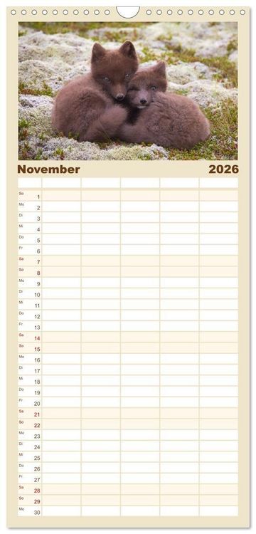 Produktbild: Familienplaner 2026 - Polarfuchs-Welpen mit 5 Spalten (Wandkalender, 21 x 45 cm) CALVENDO