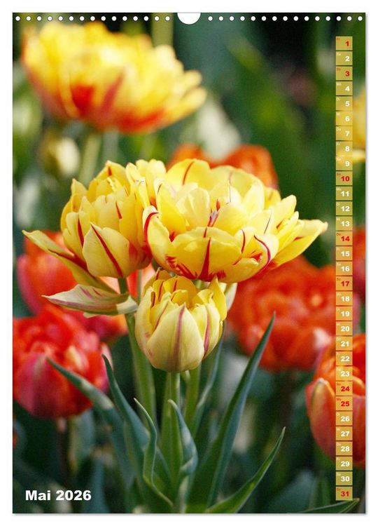 Produktbild: Bunte Tulpenpracht (Wandkalender 2026 DIN A3 hoch), CALVENDO Monatskalender