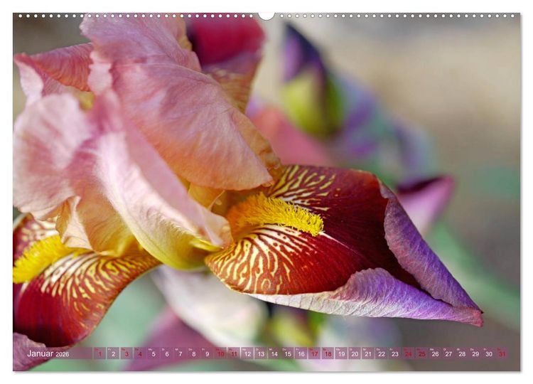 Produktbild: Iris - mond&auml;ne Gartensch&ouml;nheit (hochwertiger Premium Wandkalender 2026 DIN A2 quer), Kunstdruck in Hochglanz
