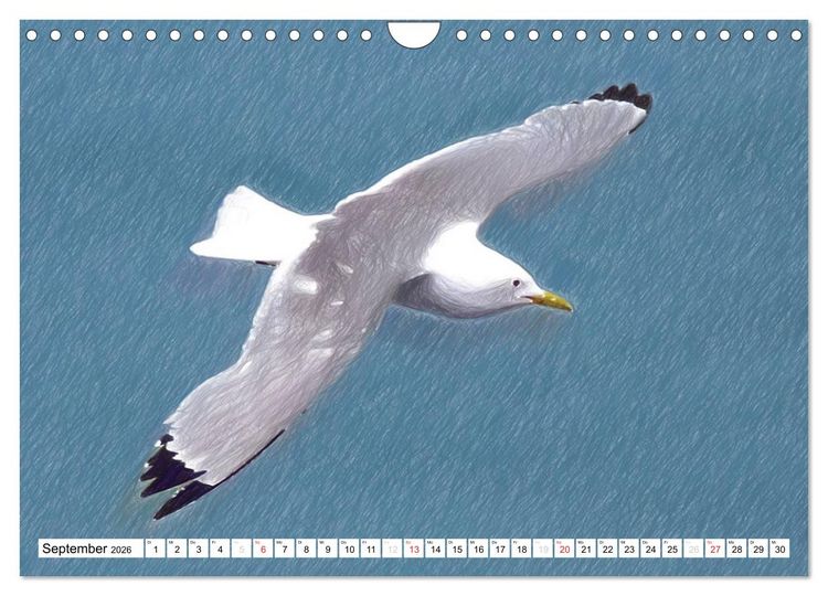 Produktbild: Schottlands Vogelwelt - Ein Portr&auml;t in Zeichnungen (Wandkalender 2026 DIN A4 quer), CALVENDO Monatskalender