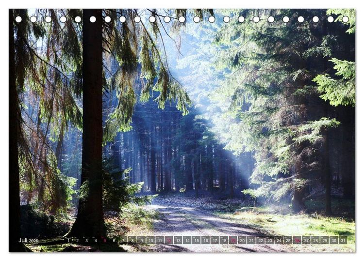 Produktbild: Erleuchtung im Wald (Tischkalender 2026 DIN A5 quer), CALVENDO Monatskalender