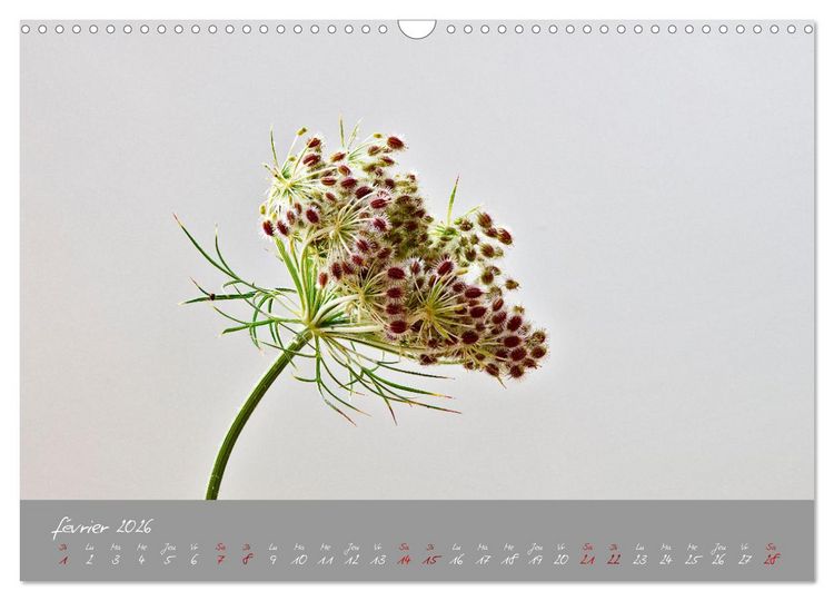Produktbild: Des fleurs sur le chemin du matin (Calendrier mural 2026 DIN A3 vertical), CALVENDO calendrier mensuel