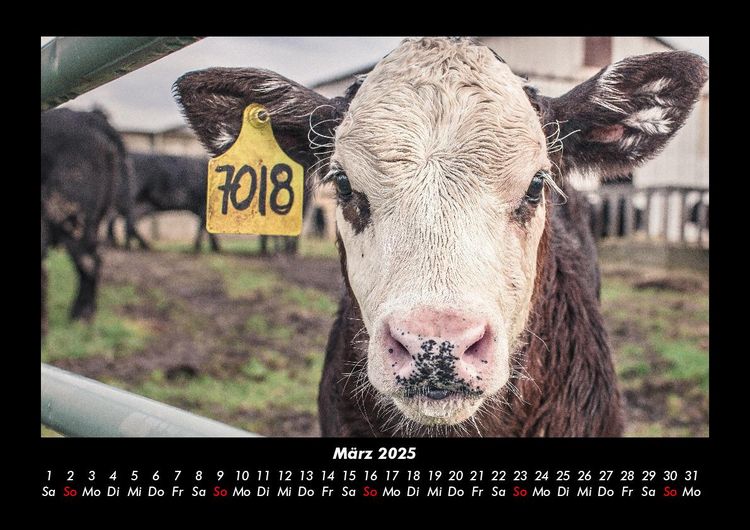 Produktbild: Tiere auf dem Bauernhof 2025 Fotokalender DIN A3