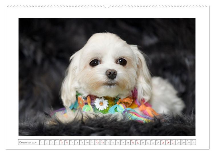 Produktbild: Maltipoo - Malteser -Pudel (Wandkalender 2026 DIN A2 quer), CALVENDO Monatskalender
