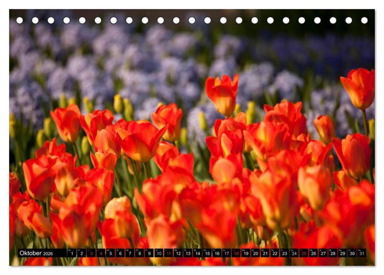 Produktbild: Tulpen (Tischkalender 2026 DIN A5 quer), CALVENDO Monatskalender