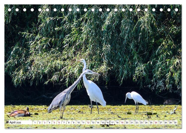 Produktbild: Rund um das Donaudelta (Tischkalender 2026 DIN A5 quer), CALVENDO Monatskalender