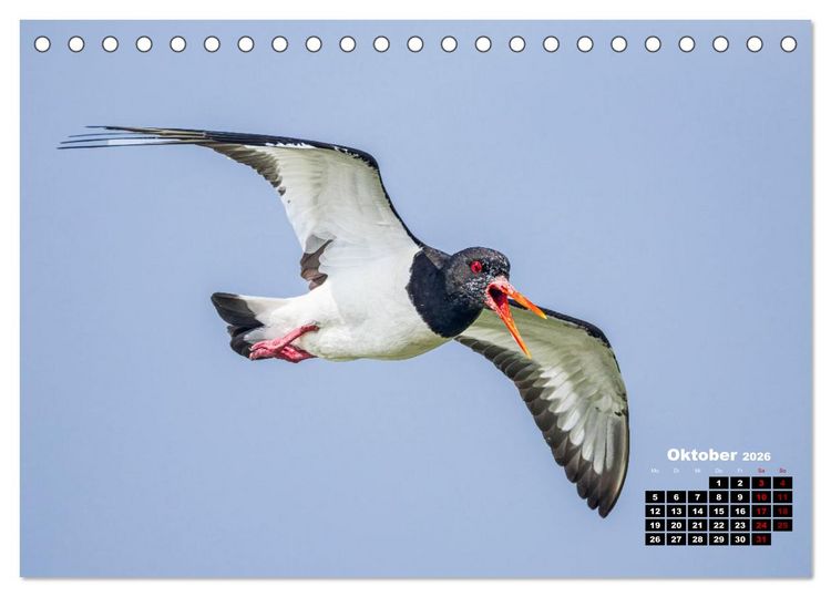 Produktbild: Die Vogelwelt der &Auml;u&szlig;eren Hebriden (Tischkalender 2026 DIN A5 quer), CALVENDO Monatskalender