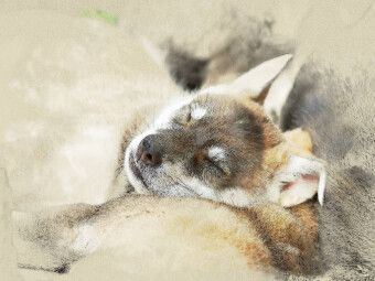 Produktbild: CALVENDO Puzzle Tamaskan | 1000 Teile Lege-Gr&ouml;&szlig;e 64x48cm Foto-Puzzle f&uuml;r gl&uuml;ckliche Stunden