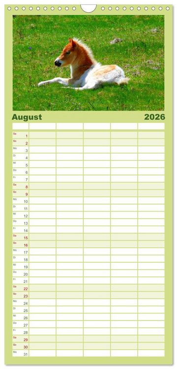 Produktbild: Familienplaner 2026 - Ponys. Herzensbrecher mit Grips mit 5 Spalten (Wandkalender, 21 x 45 cm) CALVENDO