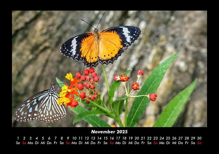 Produktbild: Pflanzen und Bl&uuml;ten 2025 Fotokalender DIN A3