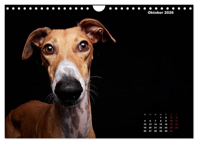 Produktbild: Die Stimme der Windhunde (Wandkalender 2026 DIN A4 quer), CALVENDO Monatskalender