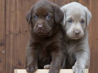 Produktbild: CALVENDO Puzzle Labrador Geschwister | 1000 Teile Lege-Gr&ouml;&szlig;e 64x48cm Foto-Puzzle f&uuml;r gl&uuml;ckliche Stunden