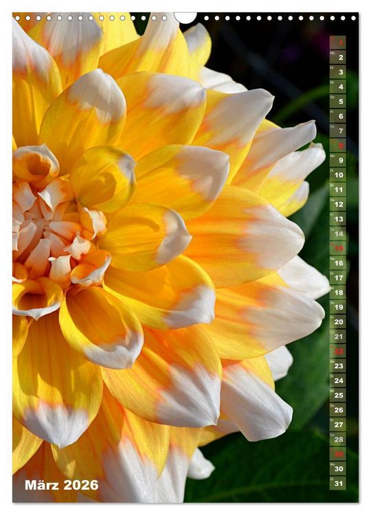 Produktbild: Dahlien - Bl&uuml;tentr&auml;ume (Wandkalender 2026 DIN A3 hoch), CALVENDO Monatskalender