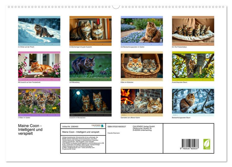 Produktbild: Maine Coon - Intelligent und verspielt (hochwertiger Premium Wandkalender 2026 DIN A2 quer), Kunstdruck in Hochglanz
