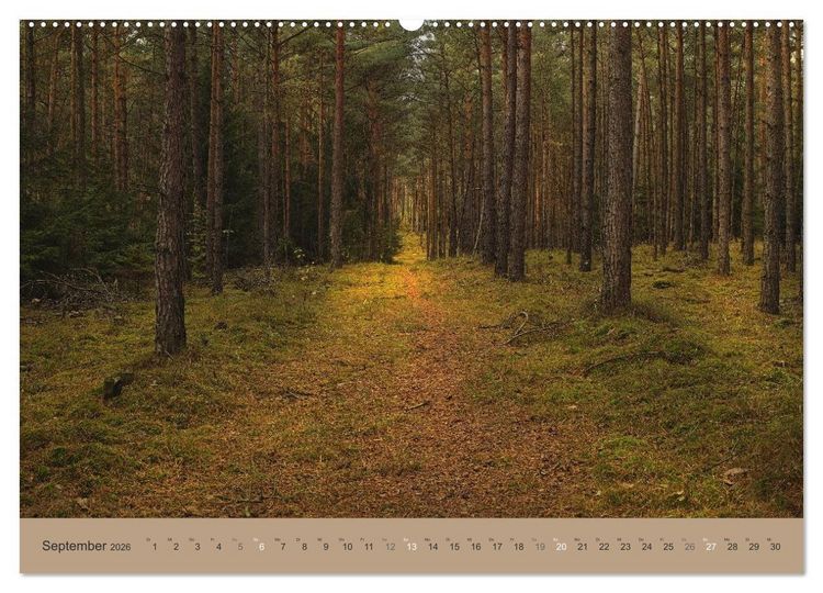 Produktbild: Unser Wald - Magische Sichten in norddeutsche W&auml;lder (Wandkalender 2026 DIN A2 quer), CALVENDO Monatskalender