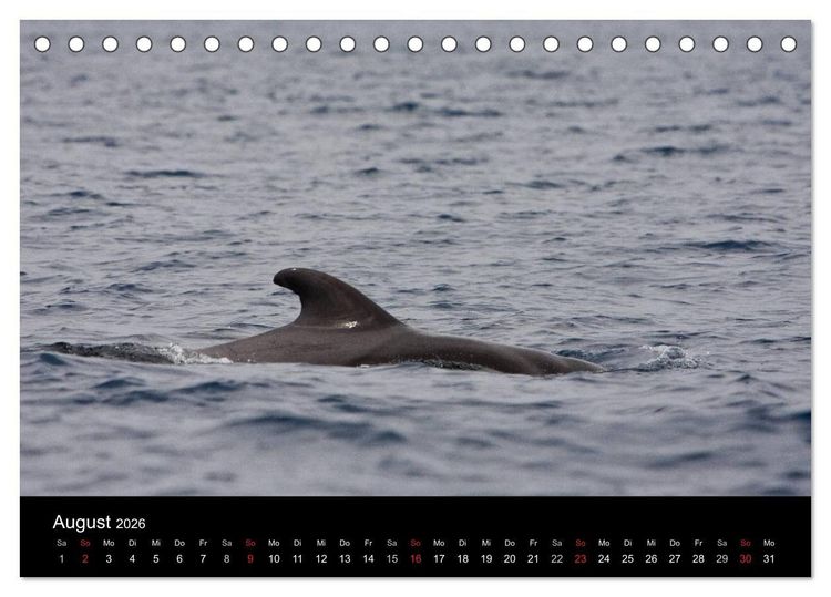 Produktbild: Wale (Tischkalender 2026 DIN A5 quer), CALVENDO Monatskalender