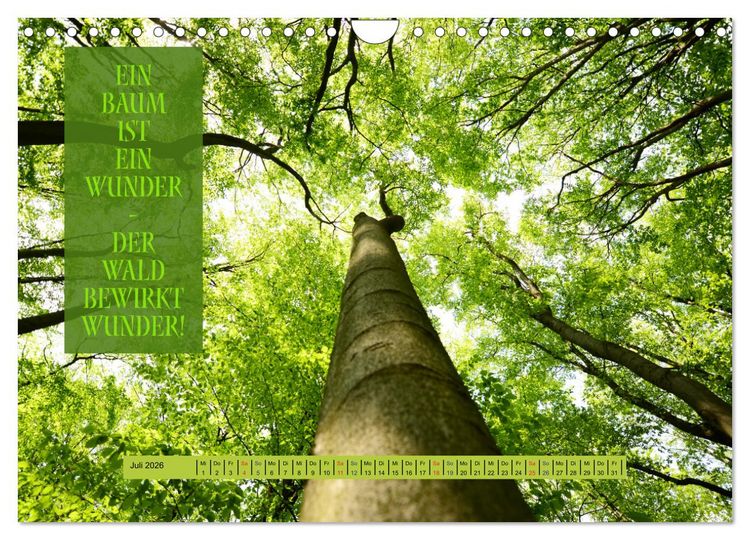 Produktbild: WALD Erholung pur (Wandkalender 2026 DIN A4 quer), CALVENDO Monatskalender
