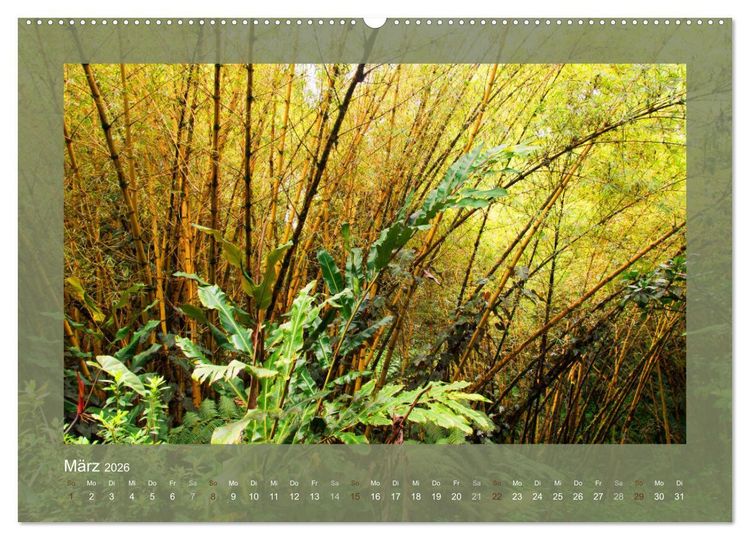 Produktbild: Bambus (hochwertiger Premium Wandkalender 2026 DIN A2 quer), Kunstdruck in Hochglanz