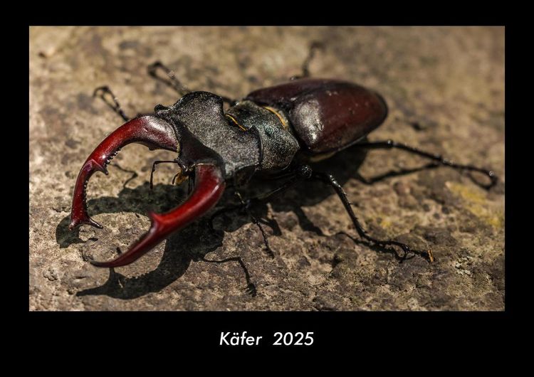 Produktbild: Käfer 2025 Fotokalender DIN A3