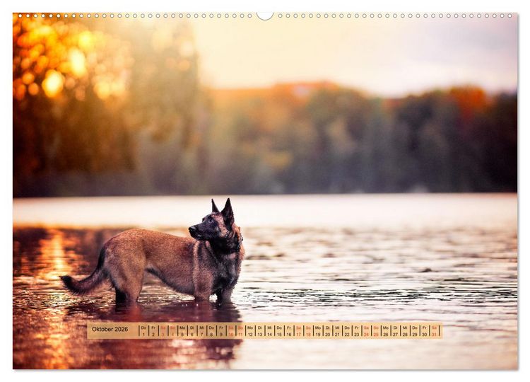 Produktbild: H&uuml;tehunde - H&uuml;ter der Herzen (hochwertiger Premium Wandkalender 2026 DIN A2 quer), Kunstdruck in Hochglanz