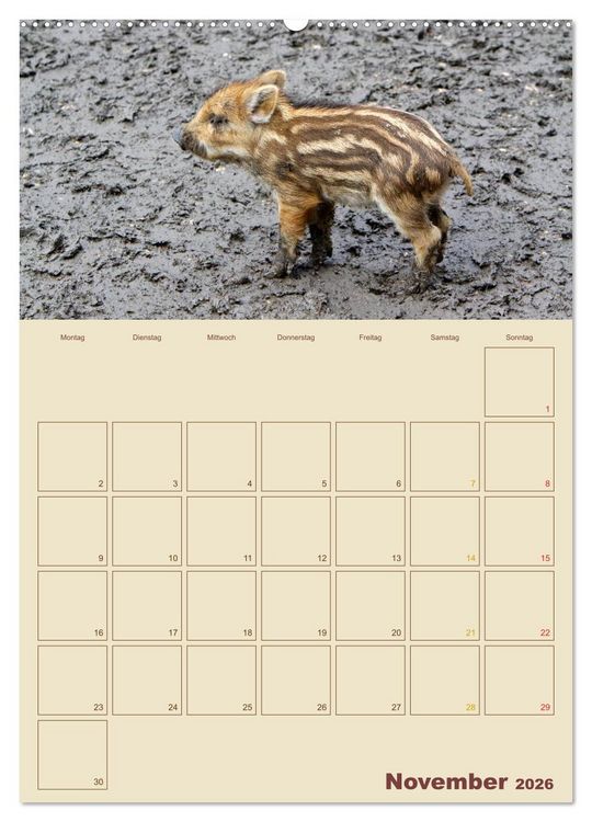 Produktbild: Wildschweine (hochwertiger Premium Wandkalender 2026 DIN A2 hoch), Kunstdruck in Hochglanz