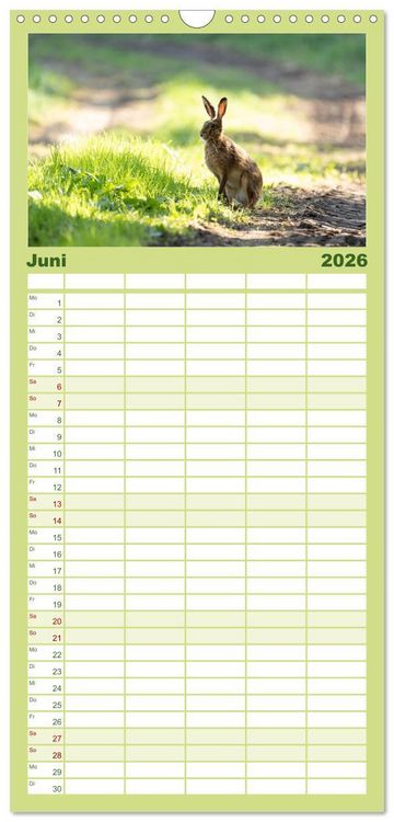 Produktbild: Familienplaner 2026 - Feldhasen unterwegs in Wald und Flur mit 5 Spalten (Wandkalender, 21 x 45 cm) CALVENDO