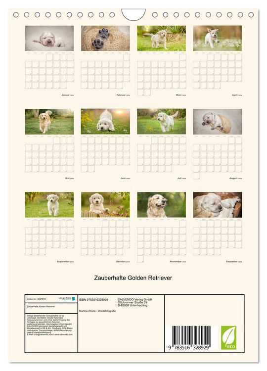 Produktbild: Zauberhafte Golden Retriever (Wandkalender 2026 DIN A4 hoch), CALVENDO Monatskalender