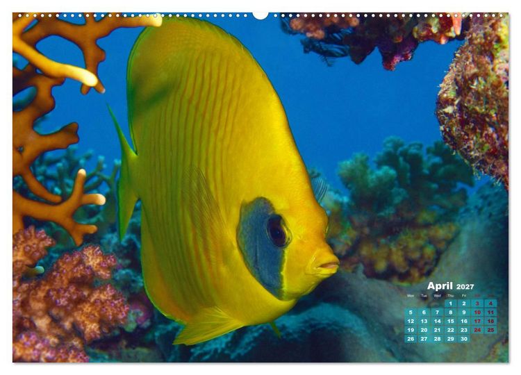 Produktbild: Oceans Alive - A World of Color and Diversity (High Quality Premium Wall Calendar 2027 DIN A2 landscape),CALVENDO 12 Month Wall Calendar