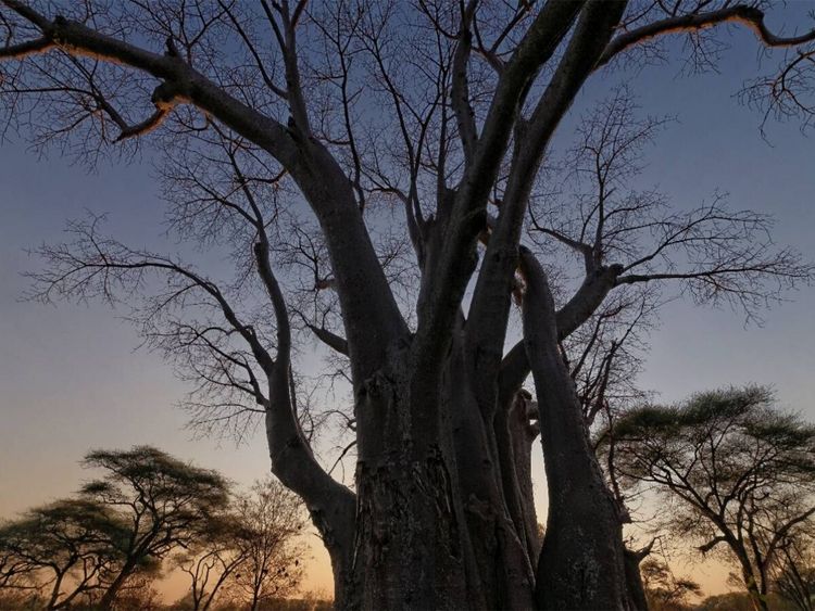 Produktbild: CALVENDO Puzzle Baobab | 1000 Teile Lege-Gr&ouml;&szlig;e 64x48cm Foto-Puzzle f&uuml;r gl&uuml;ckliche Stunden