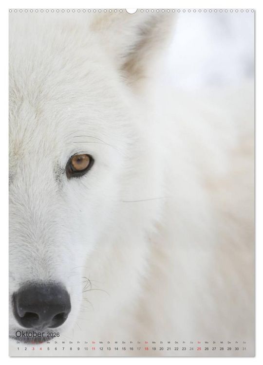 Produktbild: Emotionale Momente: Der Wolf. (hochwertiger Premium Wandkalender 2026 DIN A2 hoch), Kunstdruck in Hochglanz