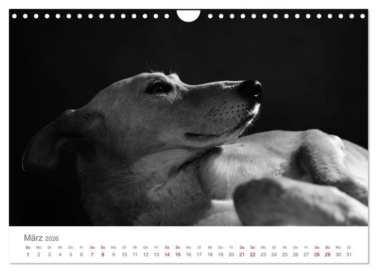 Produktbild: Hundeportraits Fine Art (Wandkalender 2026 DIN A4 quer), CALVENDO Monatskalender