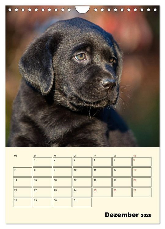 Produktbild: Familienplaner - Labrador Welpen entdecken die Welt (Wandkalender 2026 DIN A4 hoch), CALVENDO Monatskalender