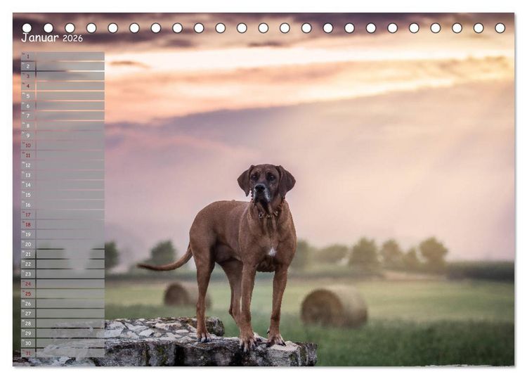 Produktbild: Rhodesian Ridgeback - Herzen auf vier Pfoten (Tischkalender 2026 DIN A5 quer), CALVENDO Monatskalender