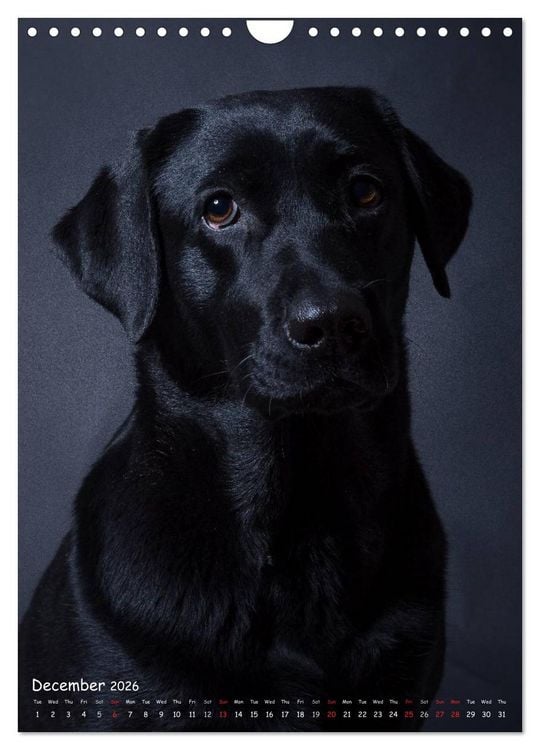 Produktbild: Dogs in Style (Wall Calendar 2026 DIN A4 portrait), CALVENDO 12 Month Wall Calendar