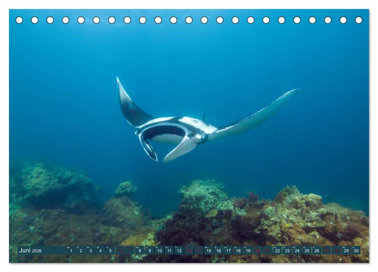 Produktbild: Tauchen, Fische und Meer (Tischkalender 2026 DIN A5 quer), CALVENDO Monatskalender