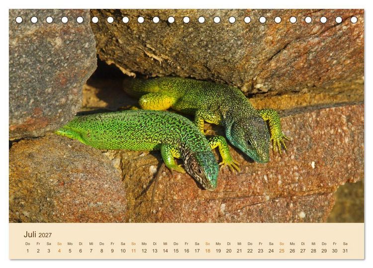 Produktbild: Eidechsen Europas (Tischkalender 2027 DIN A5 quer), CALVENDO Monatskalender