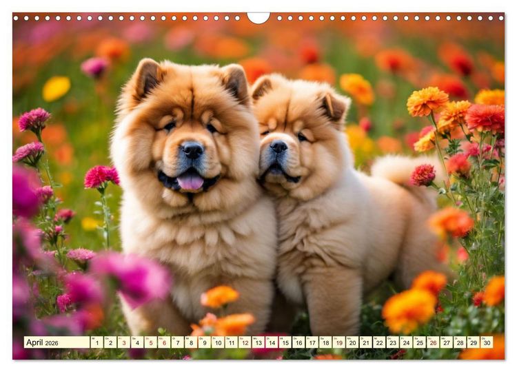 Produktbild: Chow Chow - der L&ouml;wenkopfhund (Wandkalender 2026 DIN A3 quer), CALVENDO Monatskalender