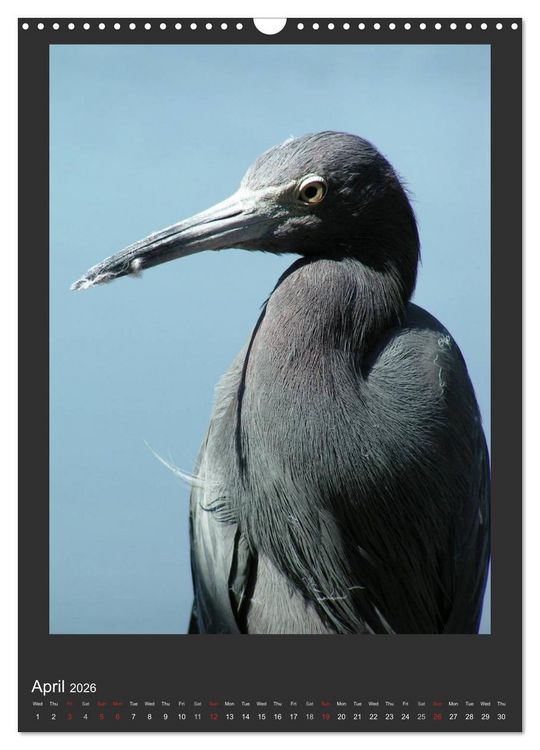 Produktbild: Herons & Egrets (Wall Calendar 2026 DIN A3 portrait), CALVENDO 12 Month Wall Calendar