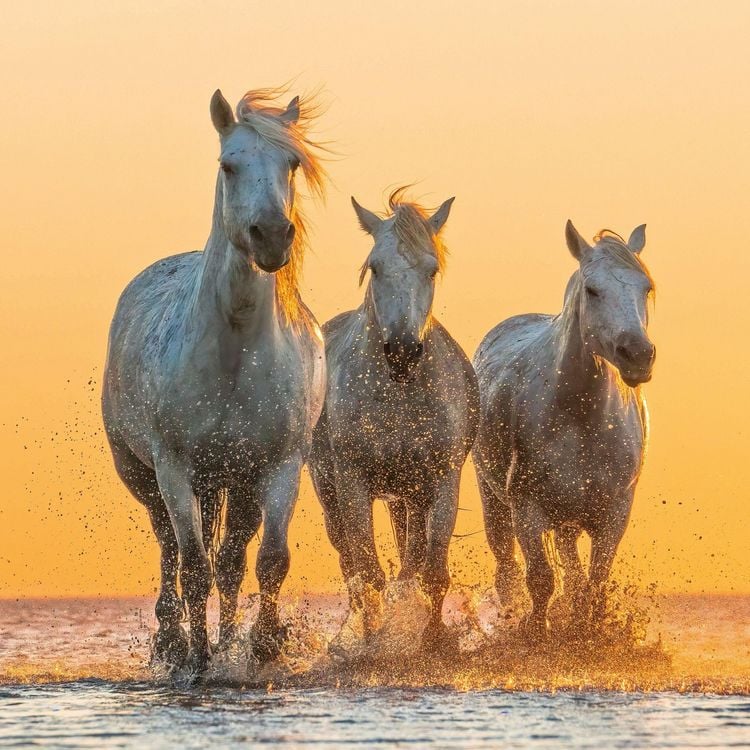 Produktbild: Magic Horses 2027